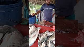 25kg වැව් මාළුවක්! | දැකලා තියනවාද 🐟🐟 #FishingLife #  #SriLankaFishing #UntoldJourneysWithThilak