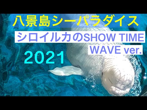 八景島シーパラダイスのシロいるかのShowTime 手をふるシロイルカ〔Hakkeijima sea paradise YOKOHAMA、JAPAN〕