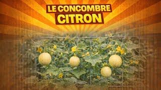 🌾 Lemon cucumber