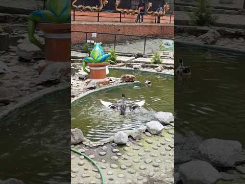 Bird park . Sikkim. Sidkeong tulku bird park #travel #youtubeshorts #yt #shorts #viralvideo