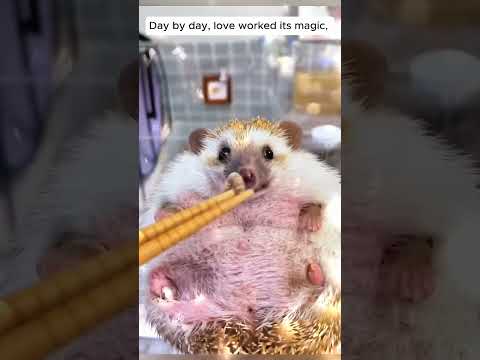 This Video made my day. #shorts  #viral #trending