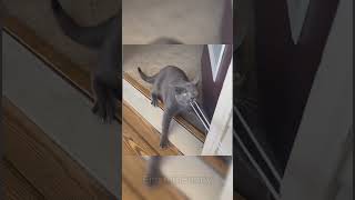 Epic Fails That Will Make Your Day Better! 😂 #comedy2024 #funnyshorts #hilariousmoments