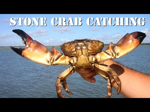 Stone CRAB catching in Sambalpur.