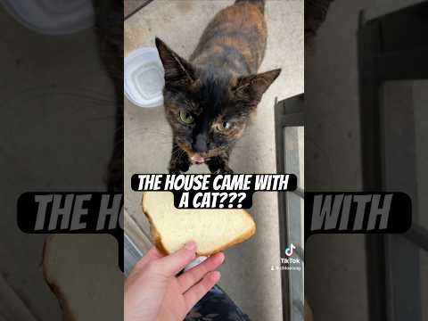 My house came with a cat?!! 🐈