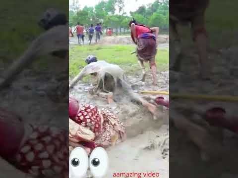 fanny video #shorts ,teger chff