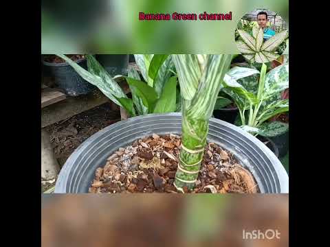 ต้นกระทุงสิทธิพร Dieffenbachia Hybrid Krathung sittiporn
