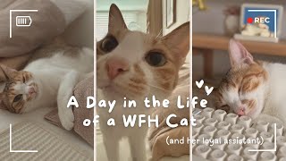 work & study with cat Luloo🐈 | purr, groove, chill, cozy vibes | 猫と一緒