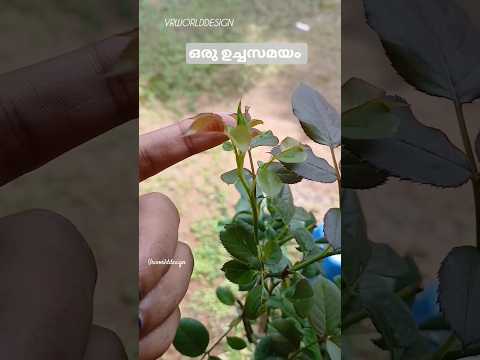 ഒരു ഉച്ചസമയം 🍃🍂🌸|Vlog |#YouTubeshorts | #subscribemychannel #shortsvideo #afternoon