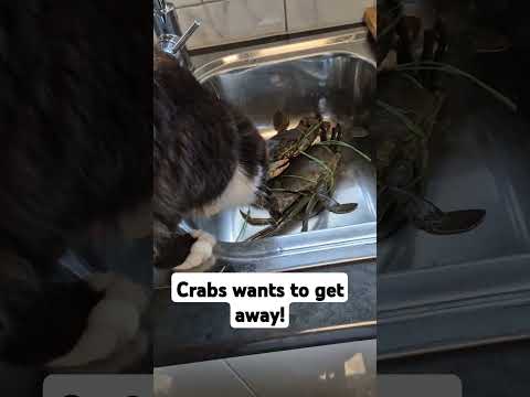 Cat and the Crabs alive!