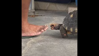 Tortoise biting human toe