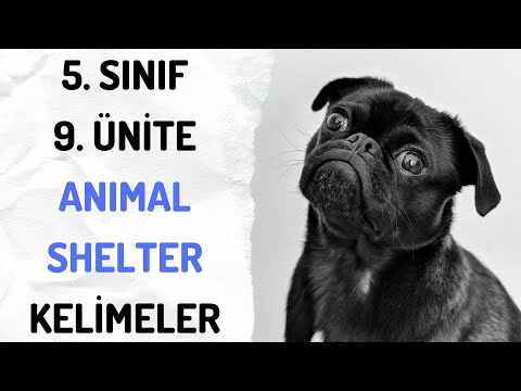 5. SINIF İNGİLİZCE 9. ÜNİTE ANIMAL SHELTER ANAHTAR KELİMELER