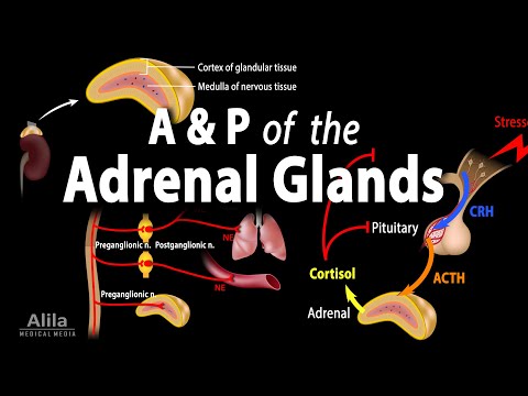 Anatomy and Physiology of the Adrenal Glands, Animation