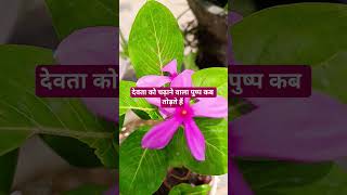 When do we pluck the flowers offered to the gods? #pradeepmishrajikeupaay #shivmahapuran #katha #...