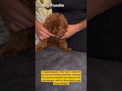 Facts About Toy Poodle You Don't Know #toypoodle #shorts