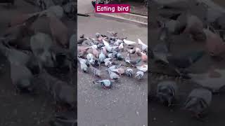 eating bird asmr satisfying #birds #youtubeshorts #viralvideo# #trending #shorts