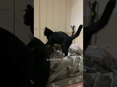人肌も猫肌も恋しい　#猫 #ネコズ #猫のいる暮らし