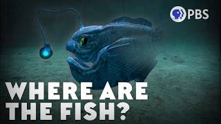 The Mystery of the Missing Deep-Sea Fish