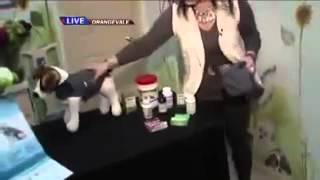 ThunderShirt Dog Anxiety Solution-Ask A Vet With Dr. Jyl Rubin