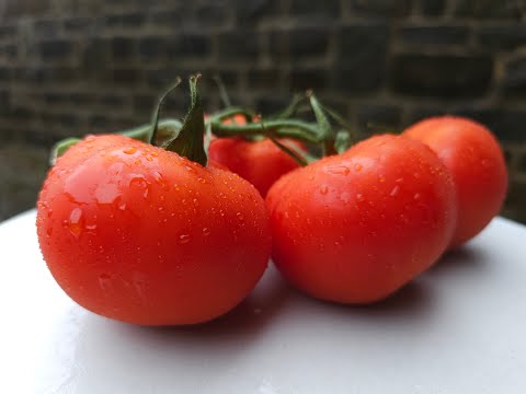 The Secret to Growing Juicy & Flavorful Tomatoes from Seed: My Success Story