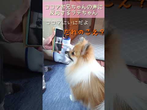 #107 お兄ちゃんポメラニアンに反応する弟ポメラニアン【ポメラニアン(ショート動画)】 #ポメラニアン