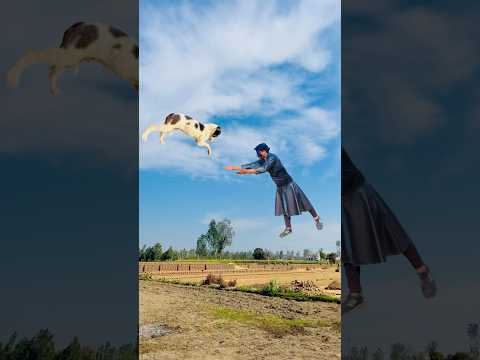 #funnyvideo #krrish #shorts