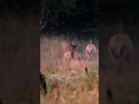 Elk And Coyotes
