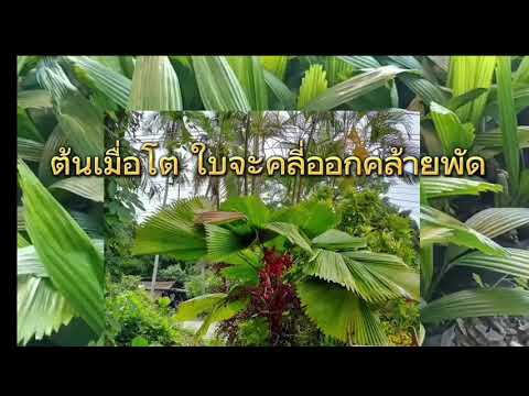 ปาล์มจีบหรือปาล์มพัดจีบ ใบสวยคล้ายพัด สวยขนาดนี้ไม่ปลูกได้ไง
