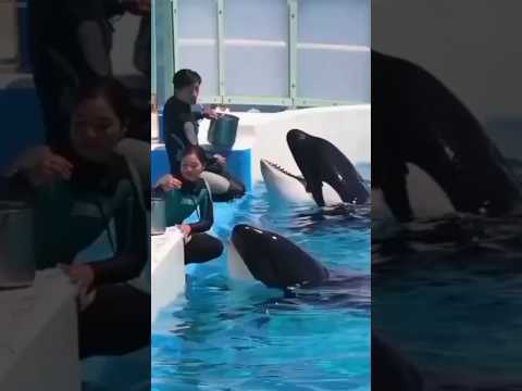 Jesica dolphin/ killer dolphin | jesica dolphin accident | crying dolphin