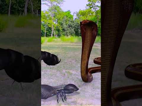 नागिन का बदला #nagin #shortvideo #naginkabadla