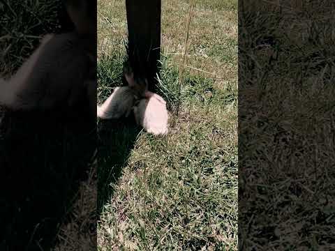 Attached at the hip #raisingducks #ducks #raisinganimals #ducklings #homesteading