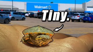 I Found a Tiny Turtle in a Walmart Parking Lot...