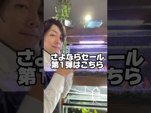 さよならセール第一弾『ハーフムーンオランダ』です！当店で最も売れた人気のオランダです。再入荷はありませんので早い者勝ちです！#金魚#オランダ獅子頭#長野県#岡谷市#閉店