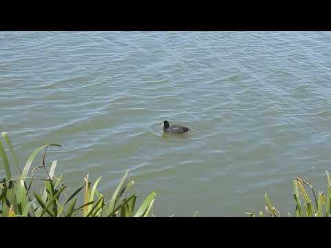 2020.01.01 Eurasian Coot up-ending in deeper water to reach food ~ Elton Y