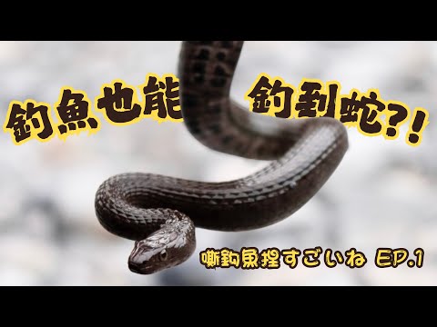 【白腹游蛇】呦蛇!~怎麼會有釣魚釣到蛇的問題勒？貢龜溪釣【嘶鈎魚捏すごいね EP.1】｜衝山蛇What The Sssnake!——不專業釣魚系列
