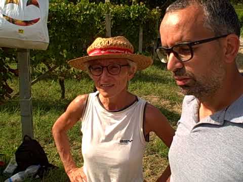 DBGitalia meets Maria Teresa Mascarello as she harvests her 2019 Dolcetto in Bussia, Sept.