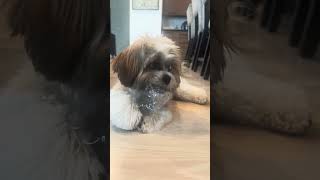 Simple Pleasures: Laughing with My Adorable Dog Adventures 😂🐶 #CutePets #FeelGoodVibes