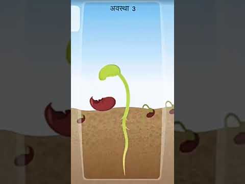 बीज से पौधा बनने की क्रिया !#shorts#gogreen