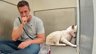 They Said this Husky is a Lost Cause - Watch the Truth