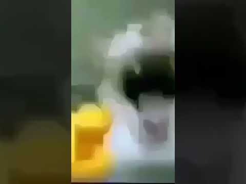 weird cat  #memes
