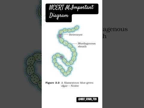 NCERT MOST IMPORTANT DIAGRAM FOR NEET 2025 #physicswallah #motivation #doctor #neet #education#ncert