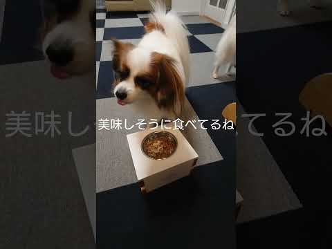 食べるのに夢中すぎた結果 #可愛い #パピヨン #犬のごはん