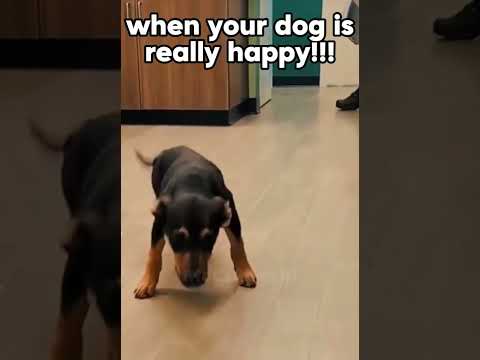 When a dog is very happy #dogjokes #happyhappyhappy
