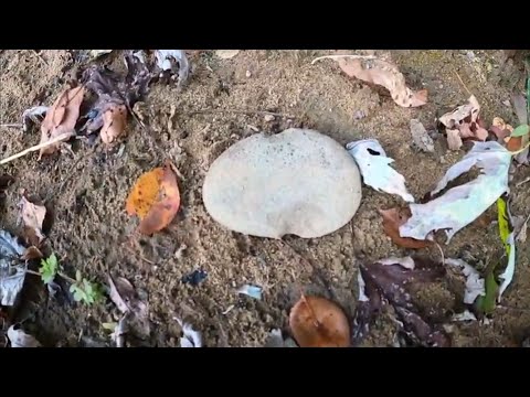 Ancient Artifact Hunting The Susquehanna River #netweight