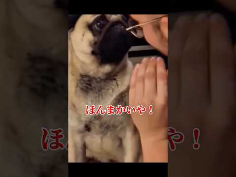 【こんな日マジ困るよな】#犬 #dog #comedy #可愛い #shorts