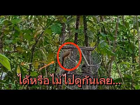 ต่อนกดอกเเตง ตัวนี้มีทีเด็ดอะไรไปดูกันเลย!!
