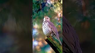 This bird has a unique and melodious voice #birds #animals #chirping sound