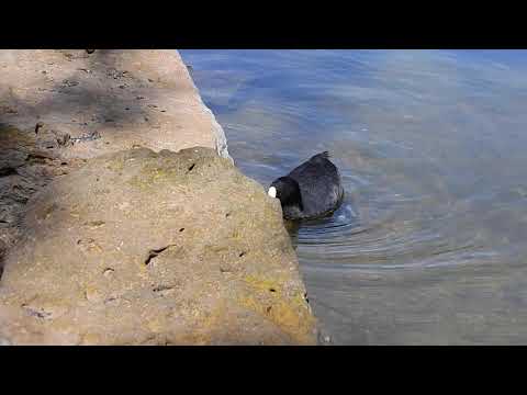 2020.01.27 Eurasian Coot  Elton Y