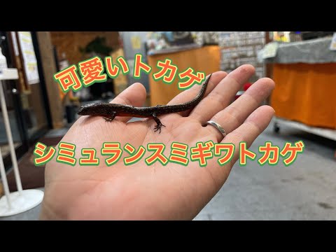 シミュランスミギワトカゲが可愛い！(熱帯倶楽部　東川口本店)