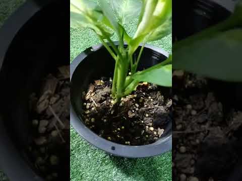Dieffenbachia Triumph