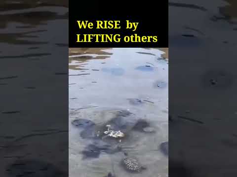 We rise by lifting others #motivation #motivational #success #motivationalvideo #successmind